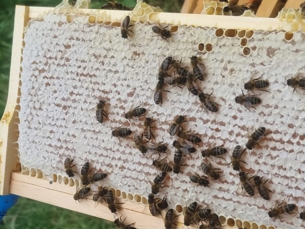 Image of bees on honeycomb wax removed from a beehive.